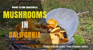 Discover California's Best Chanterelle Mushroom Foraging Spots and Tips
