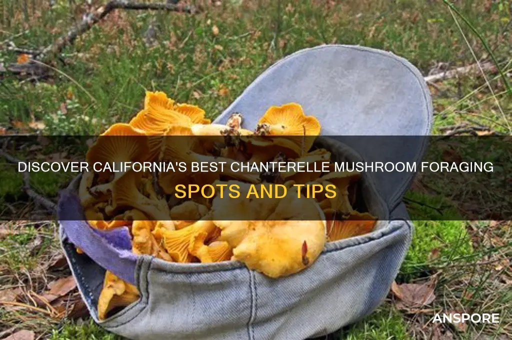 where to find chanterelle mushrooms in california