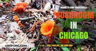Discover Chicago's Hidden Chanterelle Mushroom Spots: A Forager's Guide