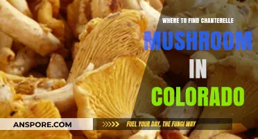 Discover Colorado's Best Chanterelle Mushroom Foraging Spots and Tips