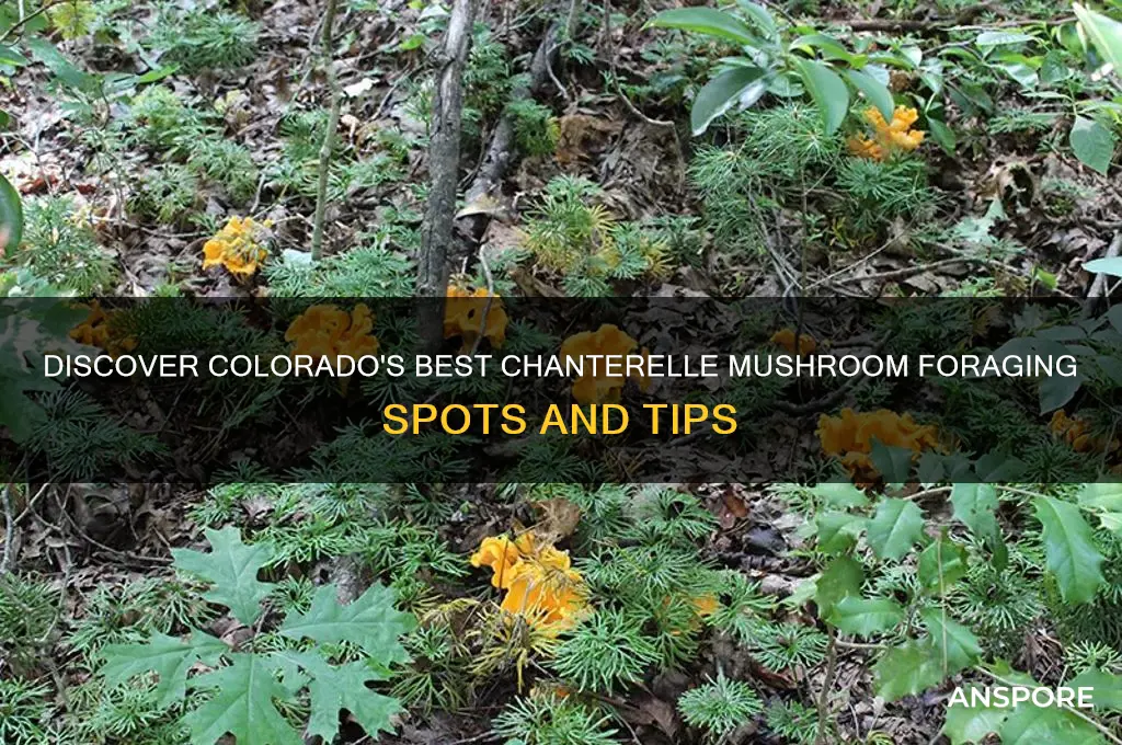where to find chanterelle mushrooms in colorado