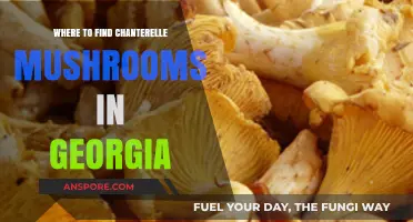 Discover Georgia's Best Chanterelle Mushroom Foraging Spots and Tips