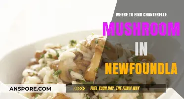 Discover Newfoundland's Chanterelle Hotspots: A Forager's Ultimate Guide
