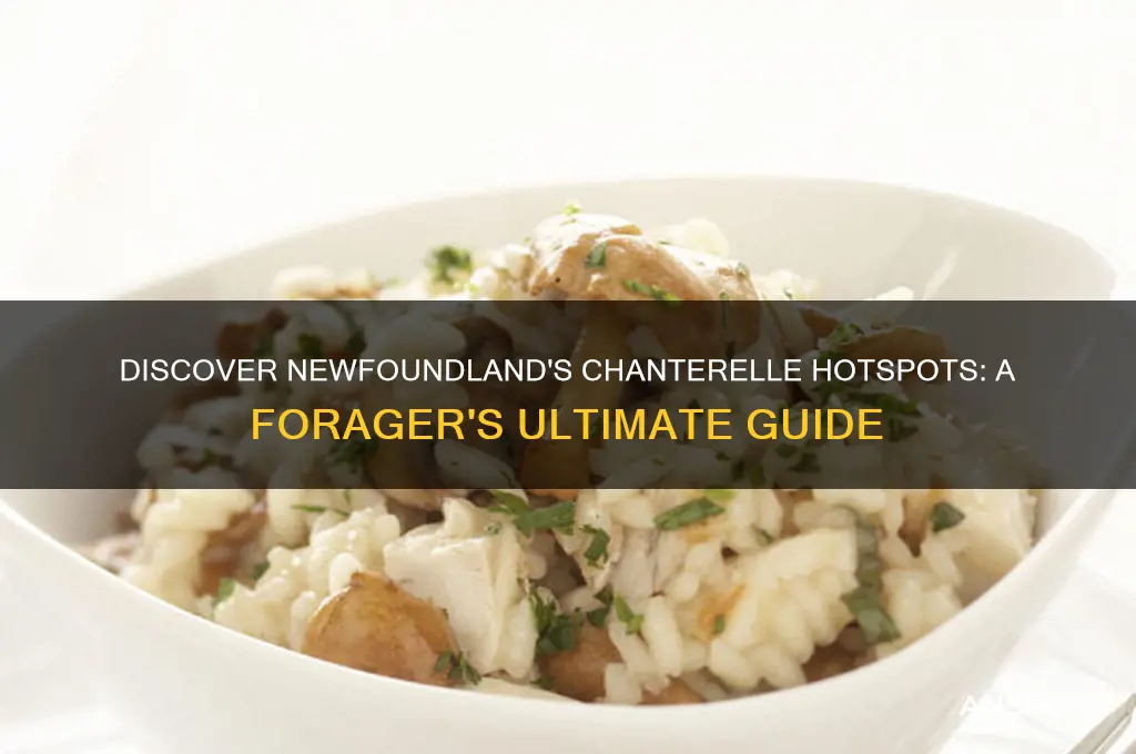 where to find chanterelle mushrooms in newfoundland