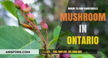 Discover Ontario's Best Chanterelle Mushroom Foraging Spots and Tips