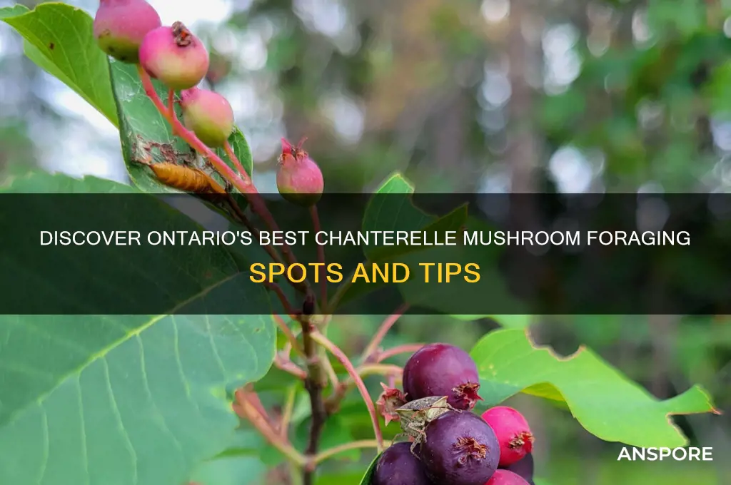 where to find chanterelle mushrooms in ontario