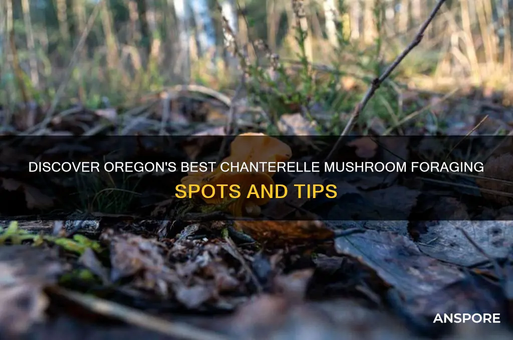 where to find chanterelle mushrooms in oregon