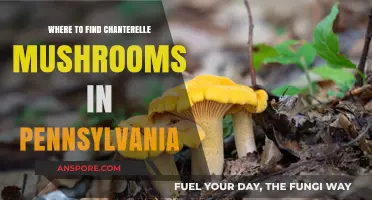 Discover Pennsylvania's Best Chanterelle Mushroom Foraging Spots and Tips