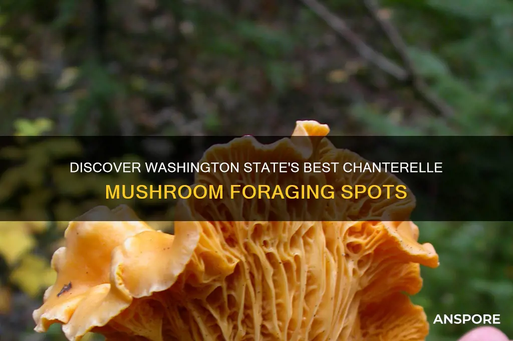 where to find chanterelle mushrooms in washington state