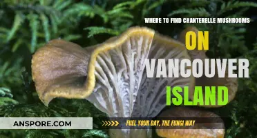 Discover Vancouver Island's Best Chanterelle Mushroom Foraging Spots