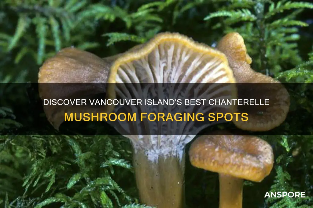 where to find chanterelle mushrooms on vancouver island
