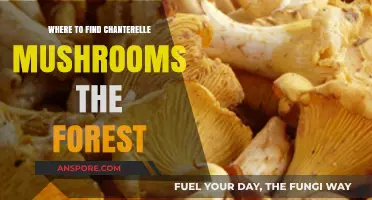 Discovering Chanterelle Mushrooms: Prime Forest Spots for Foraging Success