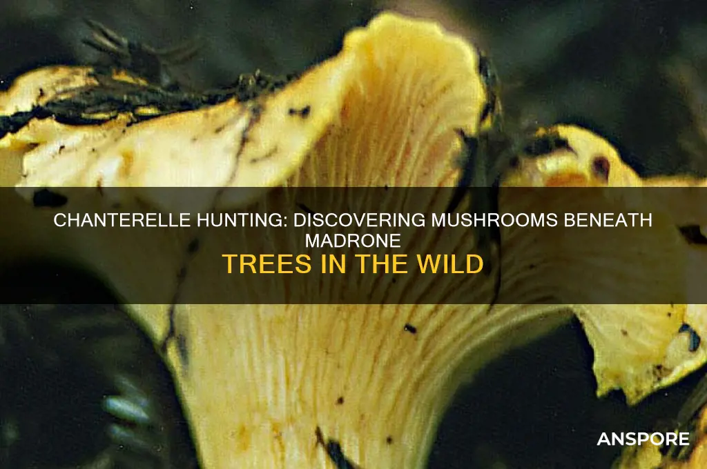 where to find chanterelle mushrooms under madrone trees