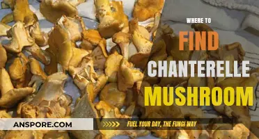 Discovering Chanterelle Mushrooms: Top Spots for Foraging Wild Delights
