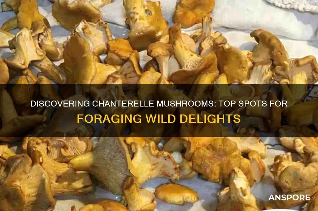 where to find chanterelle mushrooms
