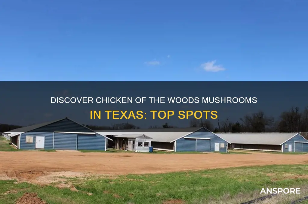where to find checken of the woods mushrooms in texas