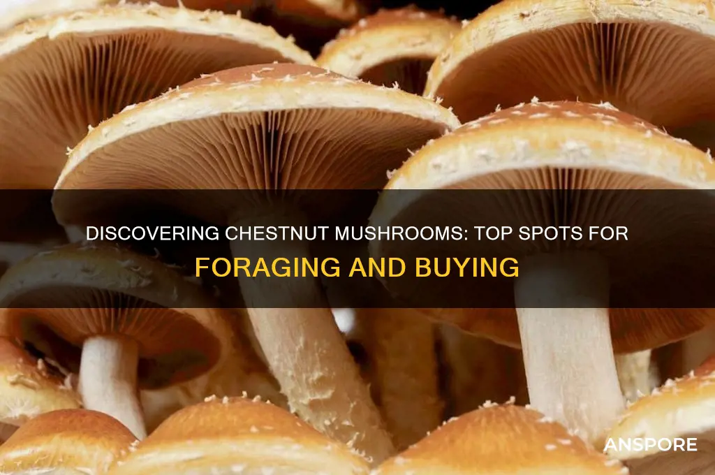 where to find chestnut mushrooms
