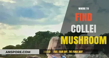 Discovering Collei Mushrooms: Top Locations and Foraging Tips