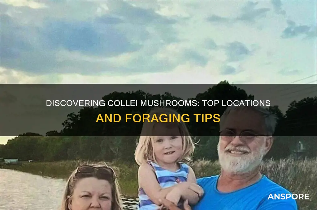 where to find collei mushrooms