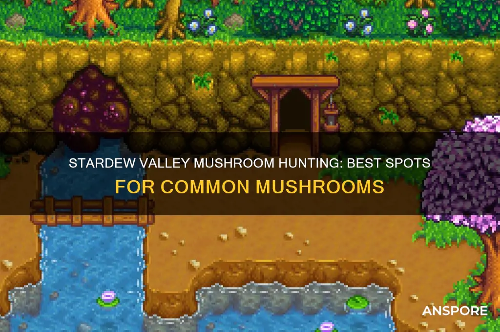 where to find common mushroom stardew