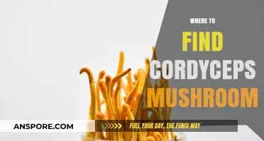 Discovering Cordyceps: Top Locations to Find These Unique Mushrooms