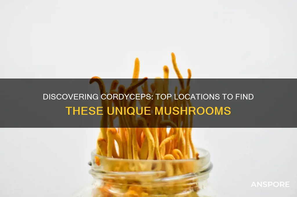 where to find cordyceps mushrooms