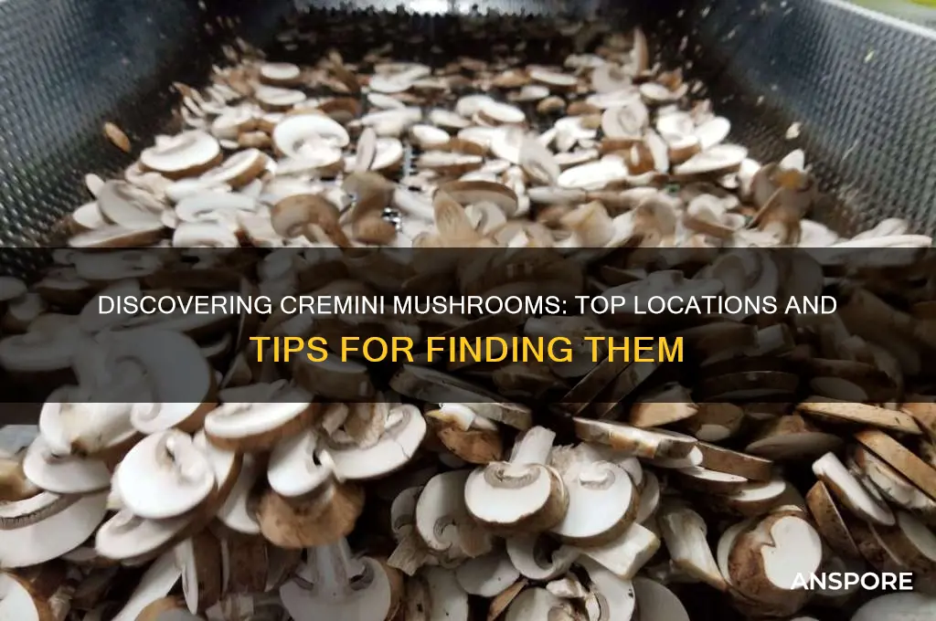 where to find cremini mushrooms