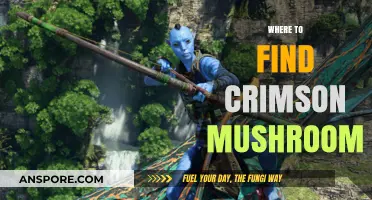 Discovering Crimson Mushrooms: Top Locations for Foraging Enthusiasts