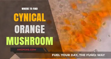 Unveiling the Hidden Spots for Cynical Orange Mushrooms: A Guide