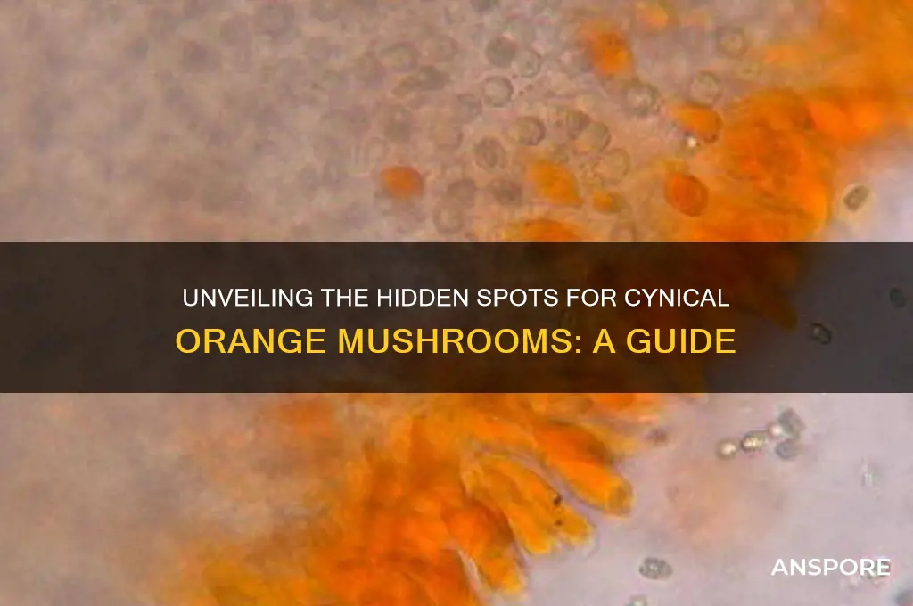 where to find cynical orange mushroom