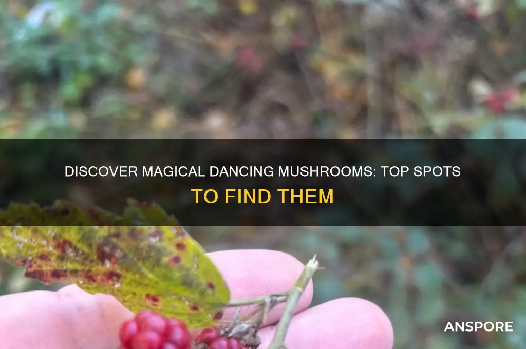 where to find dancing mushroom