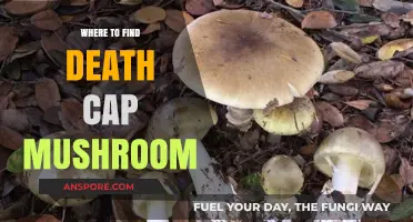 Where to Find Death Cap Mushrooms: A Guide to Their Habitats
