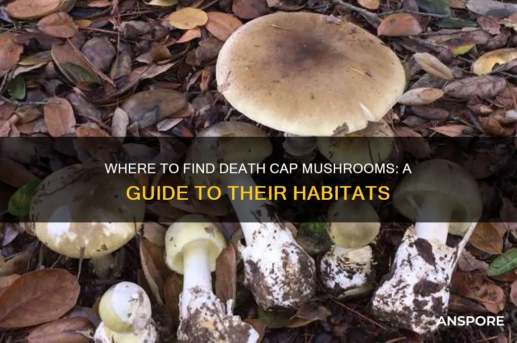 where to find death cap mushroom