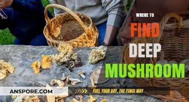 Discovering Hidden Deep Mushrooms: Top Locations for Foraging Enthusiasts