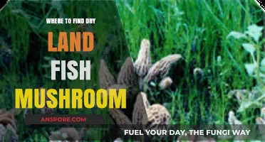 Discovering Dry Land Fish Mushroom: Best Locations and Hunting Tips
