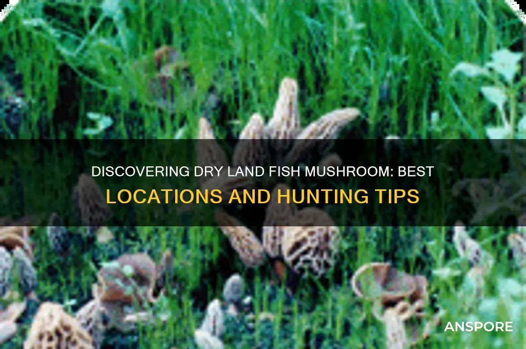 where to find dry land fish mushroom