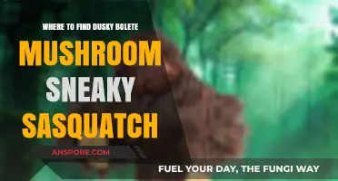 Discover Dusky Bolete Mushrooms in Sneaky Sasquatch: Top Locations