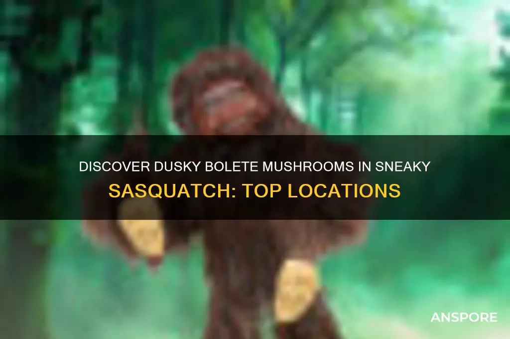 where to find dusky bolete mushroom sneaky sasquatch