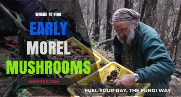Discovering Morel Mushrooms: Early Season Hotspots and Hunting Tips