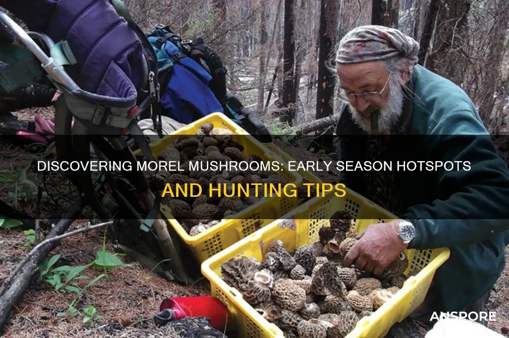 where to find early morel mushrooms