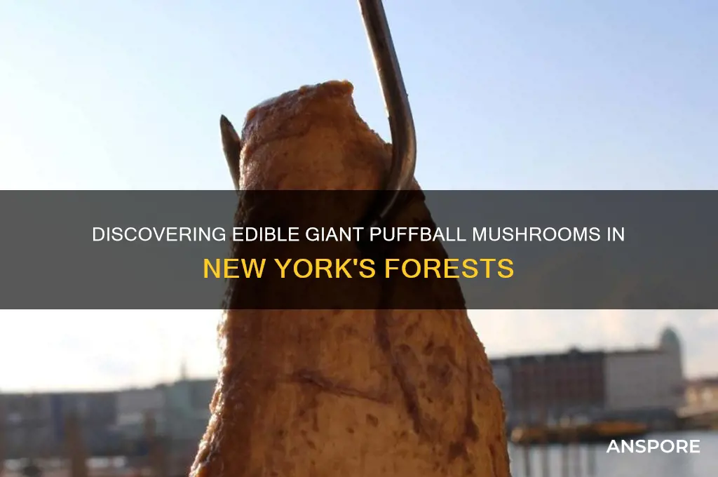 where to find edible giant puffball mushrooms ny