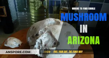 Discover Arizona's Best Spots for Edible Mushroom Foraging