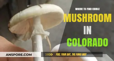 Discover Colorado's Best Spots for Edible Mushroom Foraging Adventures