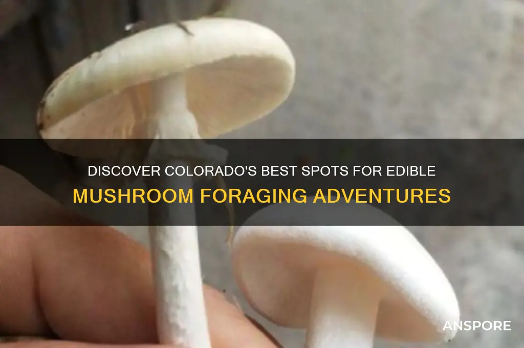 where to find edible mushrooms in colorado