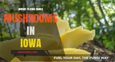 Iowa's Hidden Treasures: Locating Edible Mushrooms in the Wild