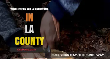 Discovering LA County's Best Spots for Edible Mushroom Foraging