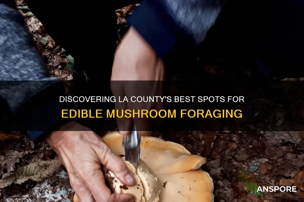 where to find edible mushrooms in la county