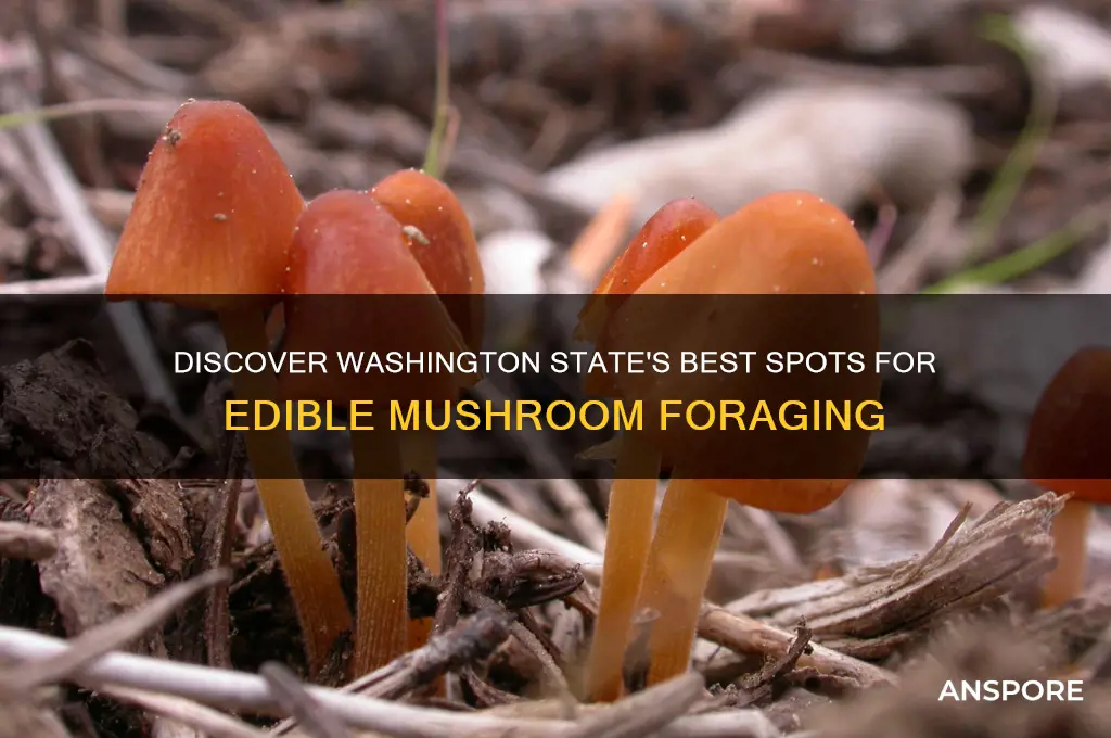 where to find edible mushrooms in washington state