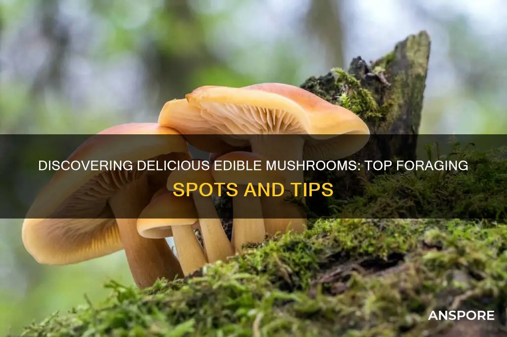where to find edible mushrooms