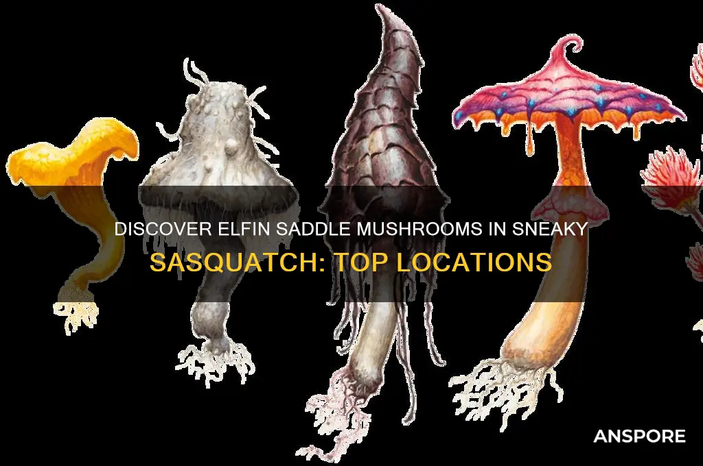 where to find elfin saddle mushroom sneaky sasquatch